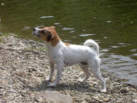 Parson-Russell-Terrier Hunde Foto 32332 in höherer Auflösung ansehen Parson-Russell-Terrier Herrchen,was gibt´s?