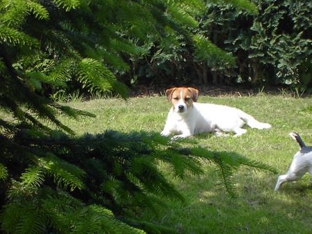 Parson-Russell-Terrier Hunde Foto 32331 in höherer Auflösung ansehen Parson-Russell-Terrier Im Schatten der Tanne