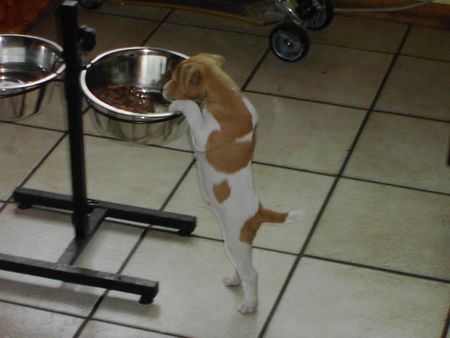 Parson-Russell-Terrier Hunde Foto 32929 in höherer Auflösung ansehen Parson-Russell-Terrier Mein Happi muss irgendwo da drin sein!?