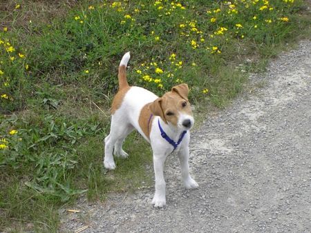 Parson-Russell-Terrier Hunde Foto 33778 in höherer Auflösung ansehen Parson-Russell-Terrier Paulchen, 3 Monate alt