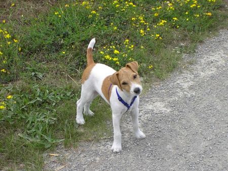 Parson-Russell-Terrier Paulchen, 3 Monate alt