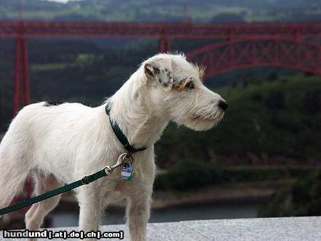Parson-Russell-Terrier Hunde Foto 13134 Parson-Russell-Terrier How