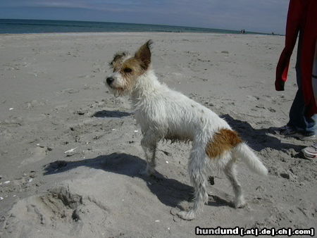 Parson-Russell-Terrier Hunde Foto 24264 Parson-Russell-Terrier Ganz schön windig...