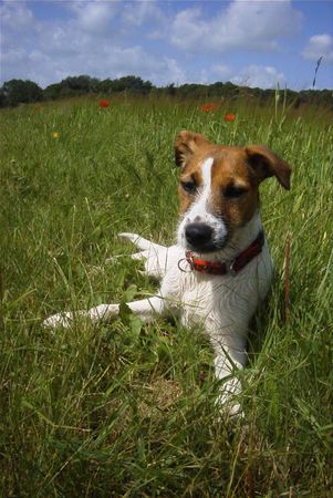 Parson-Russell-Terrier Hunde Foto 2626 Parson-Russell-Terrier Unsere Joice