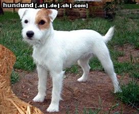 Parson-Russell-Terrier Hunde Foto 15846 in höherer Auflösung ansehen Parson-Russell-Terrier Ravi