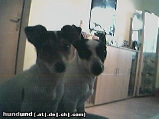 Parson-Russell-Terrier Lucy & Lennox 