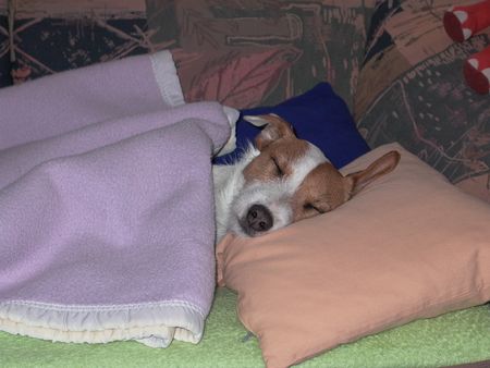 Parson-Russell-Terrier Schlafmützen-Speedy genießt