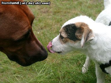 Parson-Russell-Terrier Hunde Foto 6502 Parson-Russell-Terrier Calming Signal eines Parson