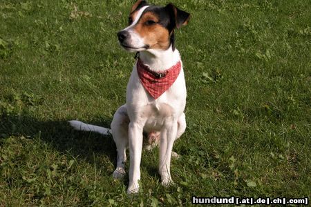 Parson-Russell-Terrier Hunde Foto 8657 Parson-Russell-Terrier