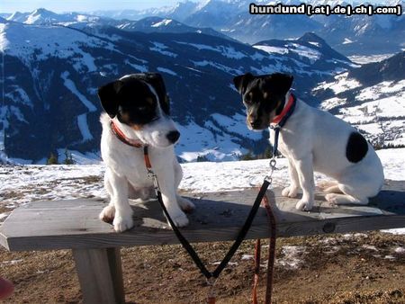 Parson-Russell-Terrier Hunde Foto 18358 Parson-Russell-Terrier Pongo und seine Freundin Daisy auf dem Dach der Welt