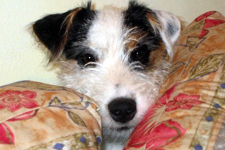 Parson-Russell-Terrier ...ja nicht abhaun ! ! !