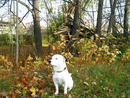 Parson-Russell-Terrier Hunde Foto 30729 Parson-Russell-Terrier Ein wenig ausruhen