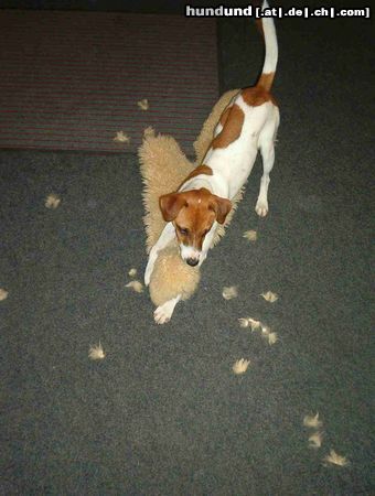 Parson-Russell-Terrier Hunde Foto 17464 Parson-Russell-Terrier Hier fliegen die Fetzen!