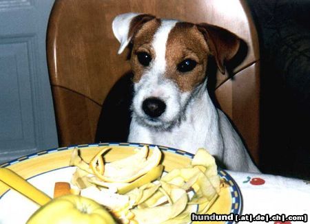 Parson-Russell-Terrier Hunde Foto 3664 Parson-Russell-Terrier Speedy beim Mittagessen