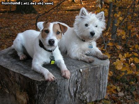 Parson-Russell-Terrier Zwei Terrier-Männer unter sich