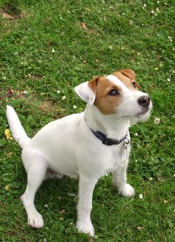 Parson-Russell-Terrier aufmerksamer Speedy