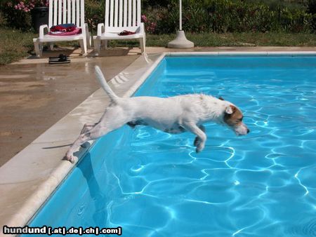 Parson-Russell-Terrier Speedy, der Ball-Rettungsschwimmer