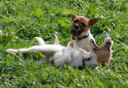 Parson-Russell-Terrier Hunde Foto 33642 Parson-Russell-Terrier Grrrr - Welpen im Spiel