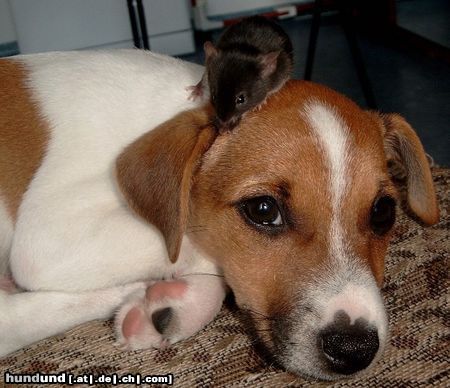 Parson-Russell-Terrier Hunde Foto 5210 Parson-Russell-Terrier Spikey als Welpe (ca. 9 Wochen) - man betrachte die Maus *GGG*