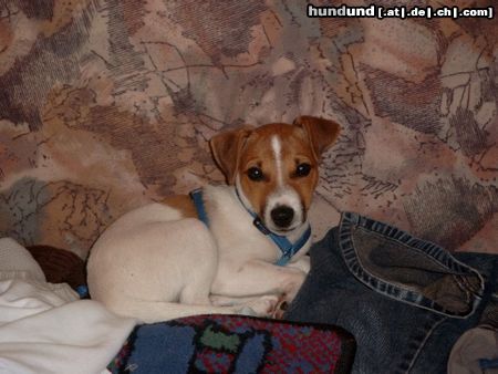 Parson-Russell-Terrier Hunde Foto 5213 Parson-Russell-Terrier