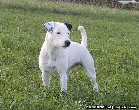 Parson-Russell-Terrier Hunde Foto 10484 Parson-Russell-Terrier Highfast Stella