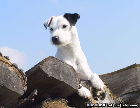 Parson-Russell-Terrier Highfast Stella