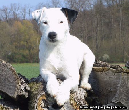 Parson-Russell-Terrier Highfast Stella