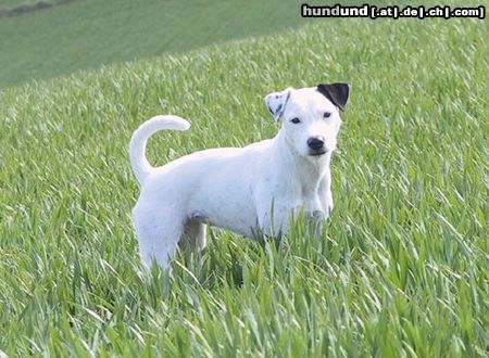 Parson-Russell-Terrier Highfast Stella