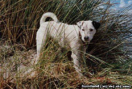 Parson-Russell-Terrier Hunde Foto 5877 Parson-Russell-Terrier Highfast Stella / Hooksiel Nordsee