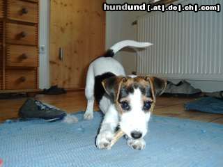Parson-Russell-Terrier Hunde Foto 23994 Parson-Russell-Terrier suzu - sehr stolz mit knochen