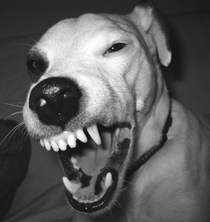 Parson-Russell-Terrier Man(n) kann nicht immer gut gelaunt sein!