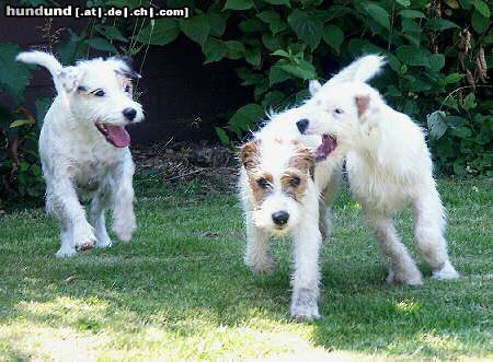 Parson-Russell-Terrier Hunde Foto 23923 Parson-Russell-Terrier mehr Tobemonster