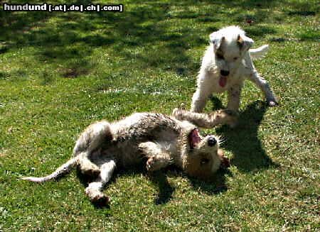 Parson-Russell-Terrier Hunde Foto 23924 Parson-Russell-Terrier Dreckbären