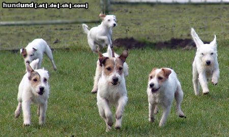 Parson-Russell-Terrier Hunde Foto 9538 Parson-Russell-Terrier The Roadrunners