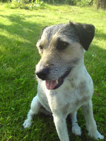 Parson-Russell-Terrier Hunde Foto 32838 in höherer Auflösung ansehen Parson-Russell-Terrier
