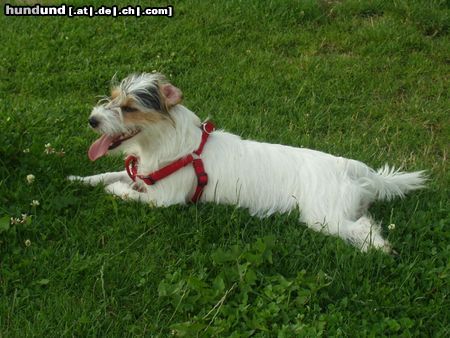 Parson-Russell-Terrier Hunde Foto 21045 Parson-Russell-Terrier Wer will mit mir spielen ???