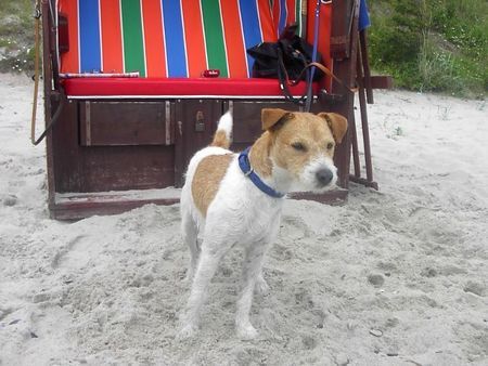 Parson-Russell-Terrier Paul vorm Strandkorb