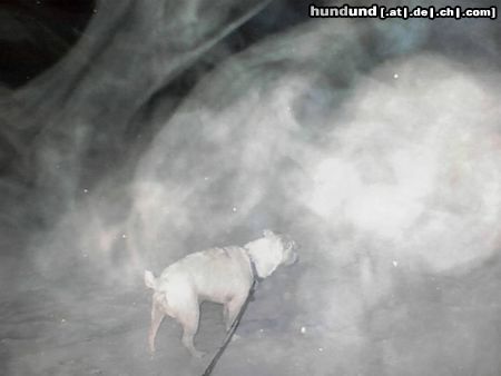 Parson-Russell-Terrier Nordlicht