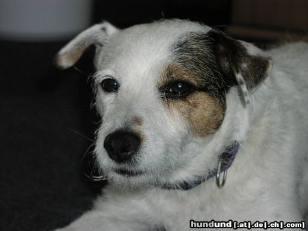 Parson-Russell-Terrier Hunde Foto 10683 Parson-Russell-Terrier Highfast Jelly