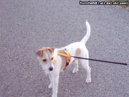 Parson-Russell-Terrier
