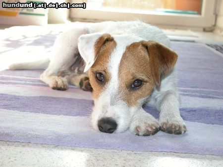 Parson-Russell-Terrier Hunde Foto 5789 Parson-Russell-Terrier Verträumter Speedy