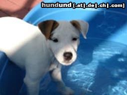 Parson-Russell-Terrier Hunde Foto 10911 Parson-Russell-Terrier Eine kleine Erfrischung im Sommer 2003. Anny 16 Wochen alt.