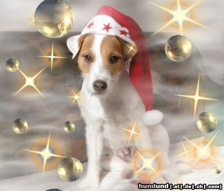 Parson-Russell-Terrier Hunde Foto 7503 Parson-Russell-Terrier Weihnachtsspeedy
