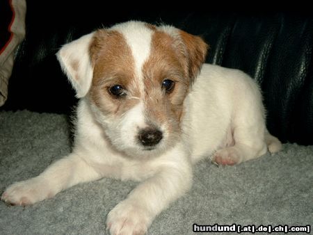 Parson-Russell-Terrier Hunde Foto 11250 Parson-Russell-Terrier Amy of the merry bandits
