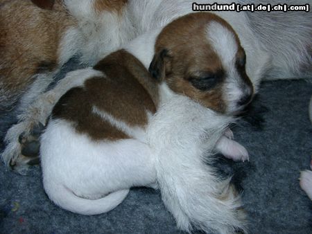 Parson-Russell-Terrier Hunde Foto 21423 Parson-Russell-Terrier Parson Jack Russell Terrier Welpen