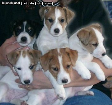 Parson-Russell-Terrier Hunde Foto 9107 Parson-Russell-Terrier Bitte recht freundlich