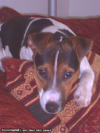 Parson-Russell-Terrier Hunde Foto 8804 Parson-Russell-Terrier Wo geht`s bitte zum Film?