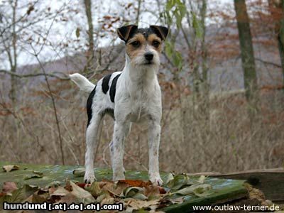 Parson-Russell-Terrier Outlaw Xeline
