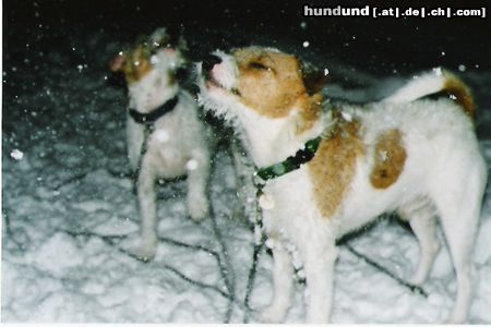 Parson-Russell-Terrier Hunde Foto 9584 Parson-Russell-Terrier Zwei Terrier im Schneegestöber