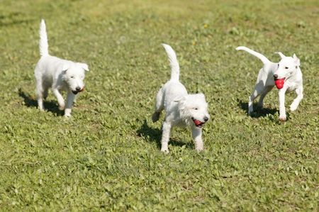 Parson-Russell-Terrier Hunde Foto 30777 in höherer Auflösung ansehen Parson-Russell-Terrier Parson-Mädchen